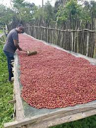 Gushe Buna - Coffee Farm in Kaffa, Ethiopia 10