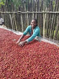 Gushe Buna - Coffee Farm in Kaffa, Ethiopia 2
