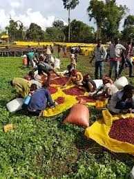 Gushe Buna - Coffee Farm in Kaffa, Ethiopia 5