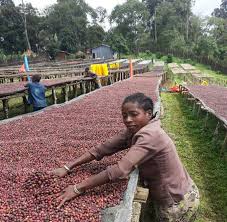 Gushe Buna - Coffee Farm in Kaffa, Ethiopia 6
