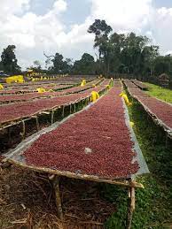 Gushe Buna - Coffee Farm in Kaffa, Ethiopia